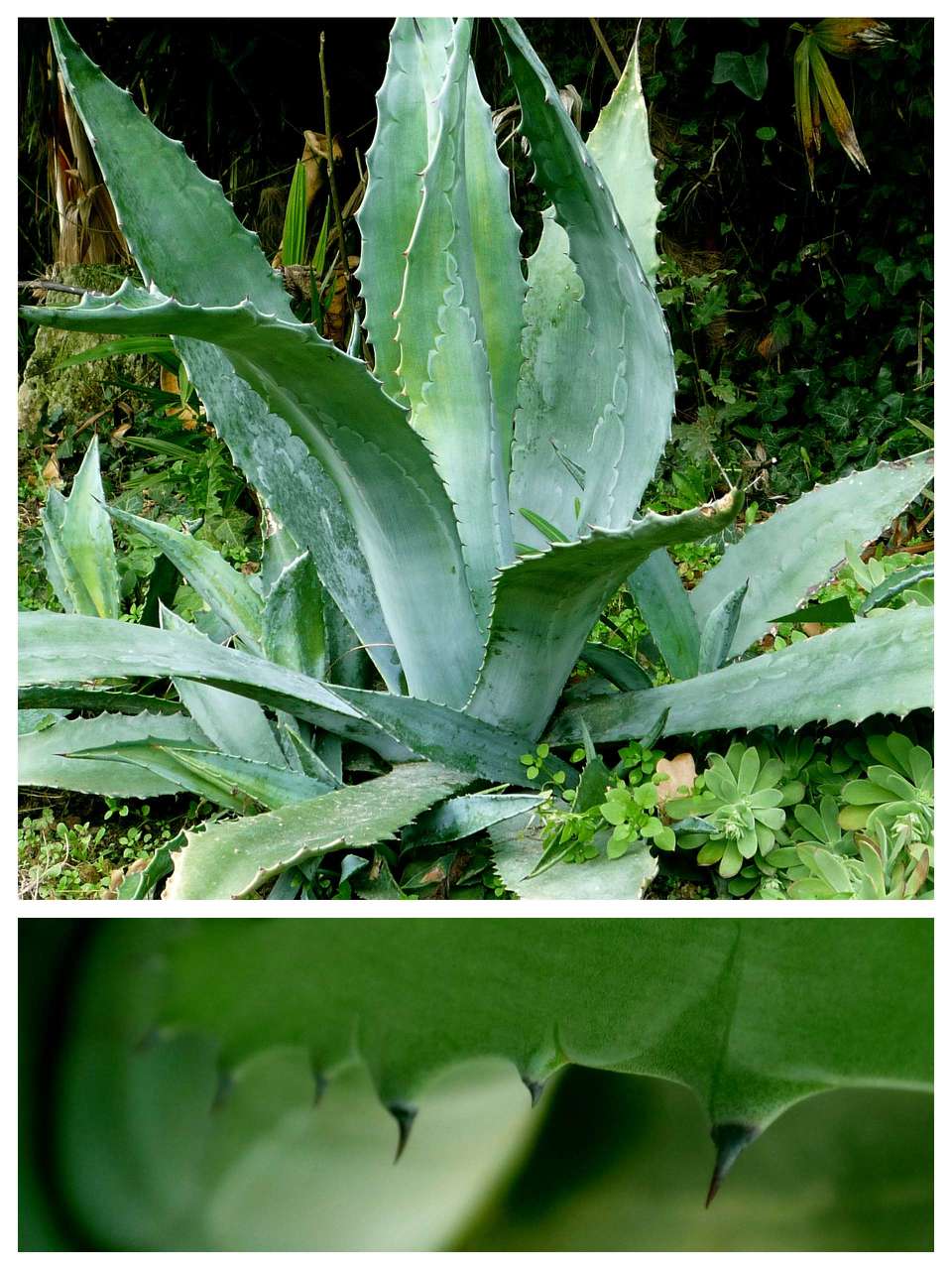 Agave Americana