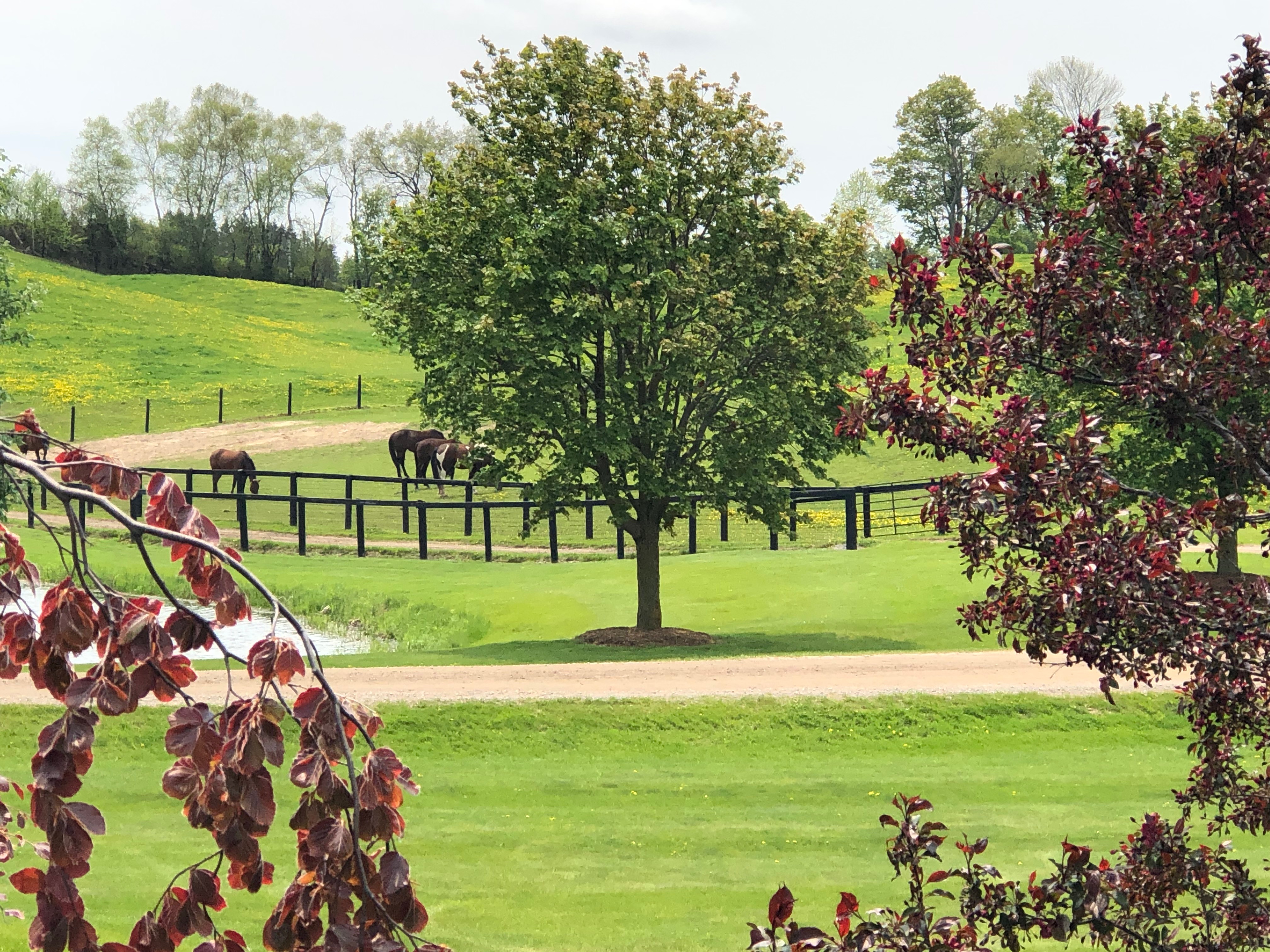 westward view of Tara Farm