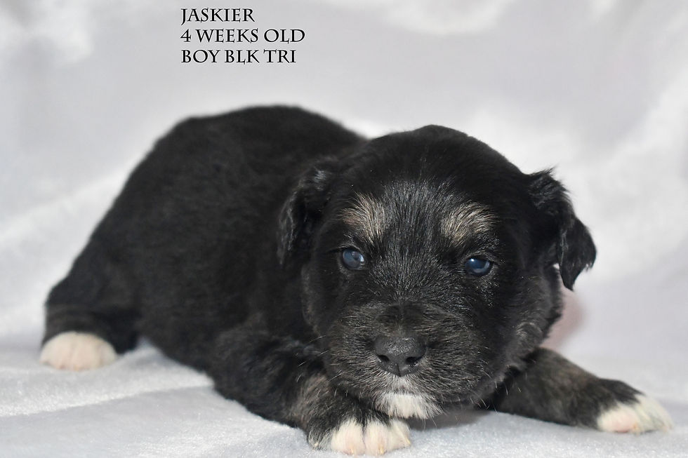 Jaskier4w2