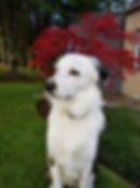 27655132_10155795626315067_3642230047592835135_n