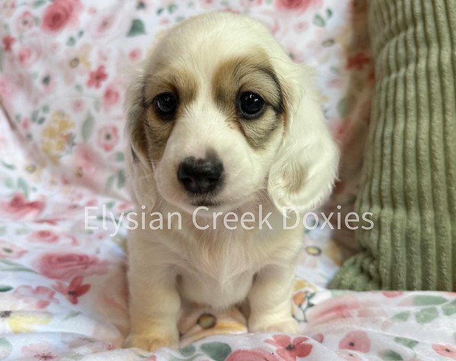 white dachshund 