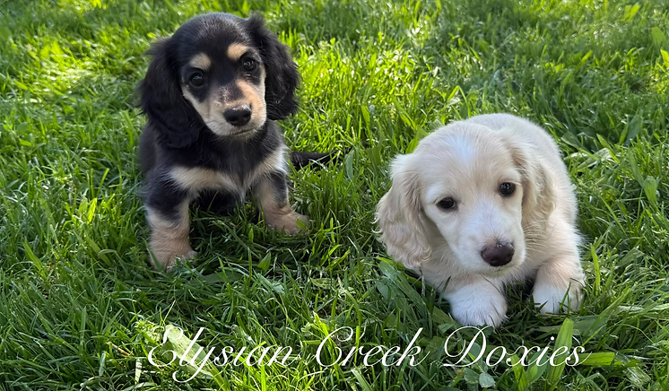 long hair miniature dachshunds