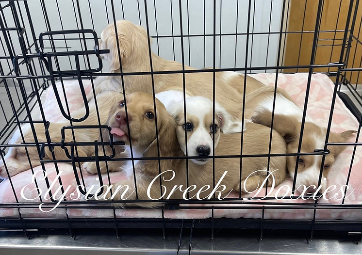 dachshund litter of cream puppies