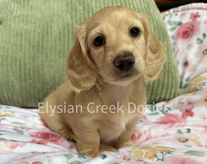 pale cream English longhair dachshund