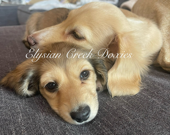 dachshund puppies sleeping