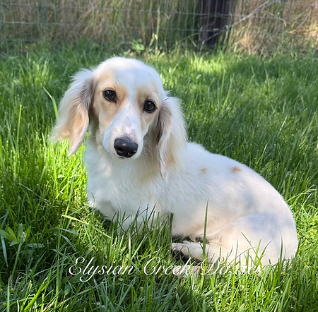 cream longhair miniature dachshund playing in the grass