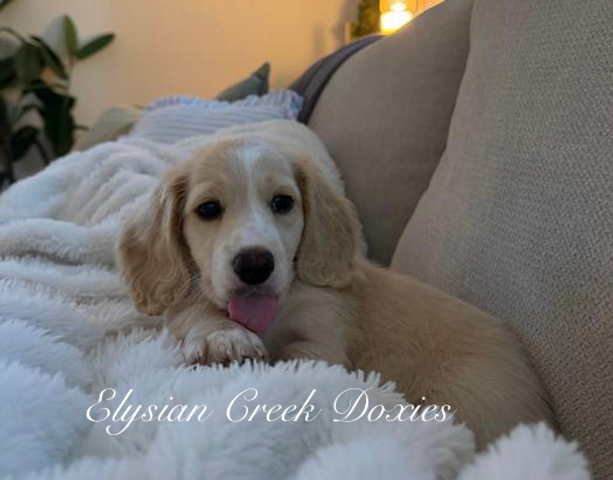 cream dachshund puppy on the couch