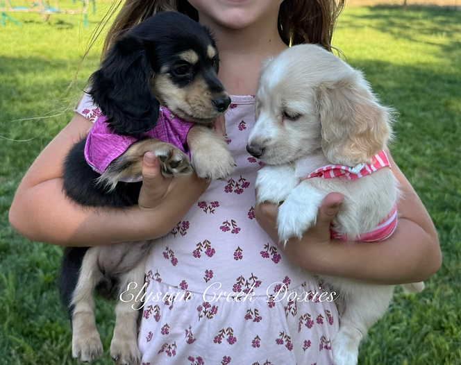 dachshund puppies