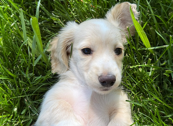 pale cream miniature dachshunds