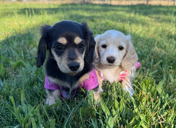 dressed up miniature dachshund puppies