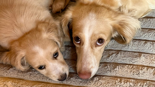pale cream miniature dachshunds