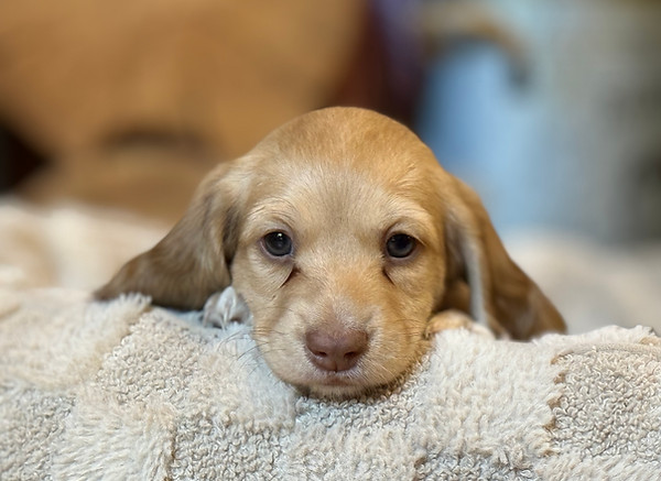 cream miniature dachshund 