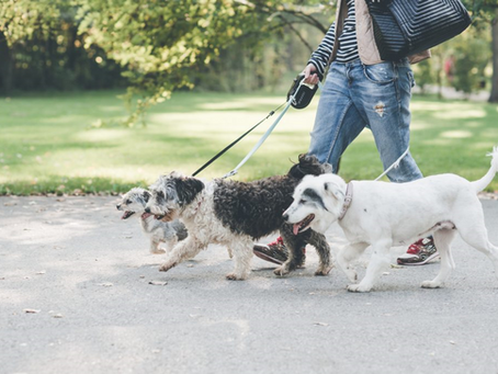 Animal House – Part One: Is Your Home Dog Ready?