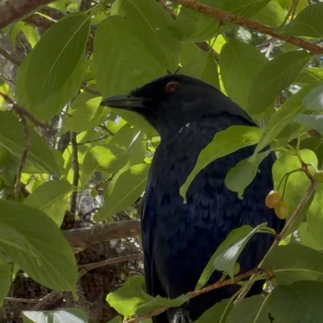 Spangled Drongo (Dicrurus bracteatus)