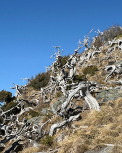 curling branches of trees at the summit of xueshan