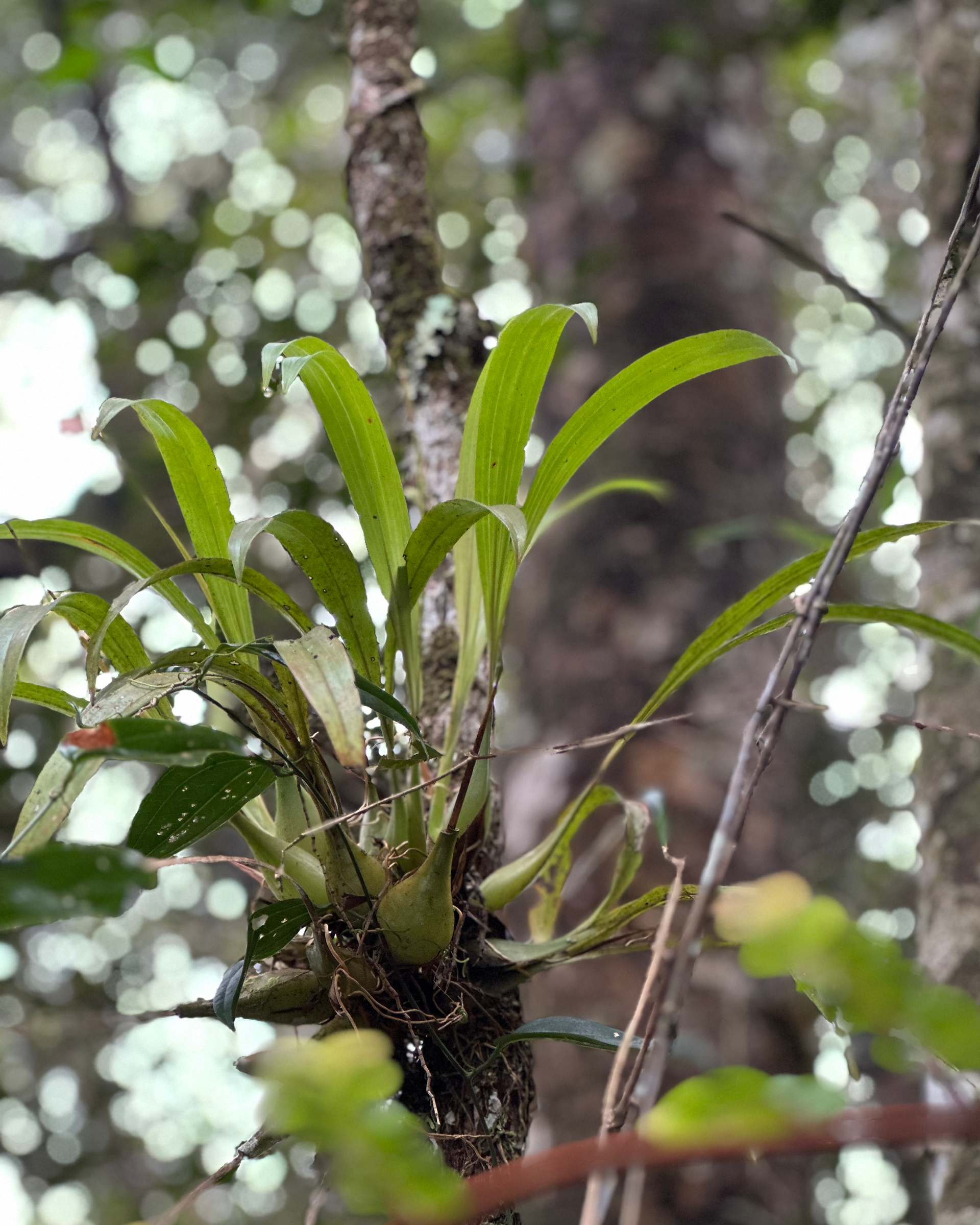 an orchid in mount kinabalu