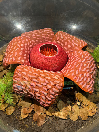 raflesia plant