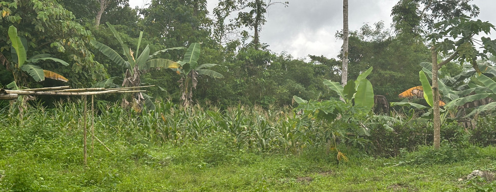 corns