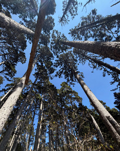 black forest in xueshan