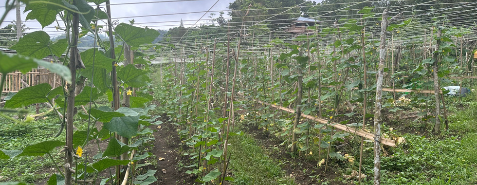 cucumber farm