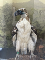 philippine eagle 3