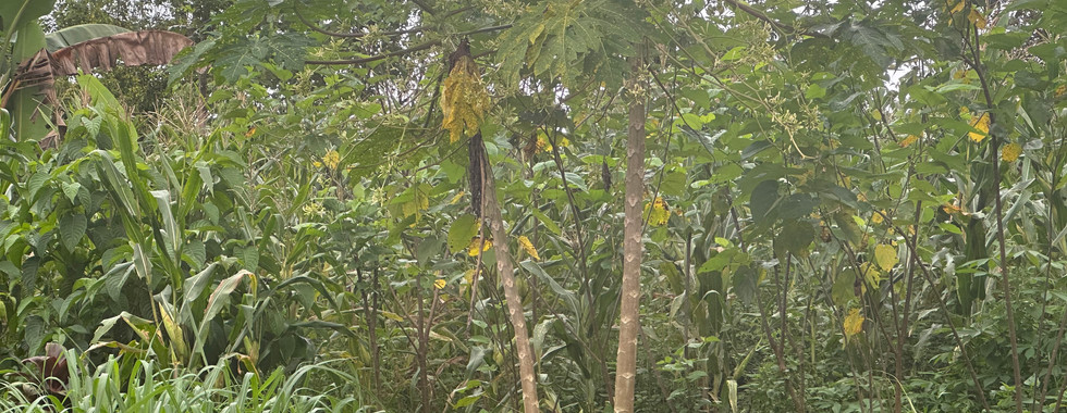 papaya