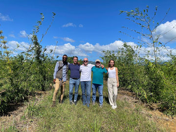 Sustainable Bamboo Pulp - A Green Alternative for Tissue and Hygiene Products?