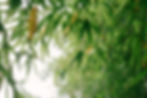 bamboo leaves represent a sustainable future