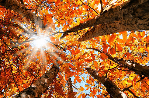 fall.jpeg