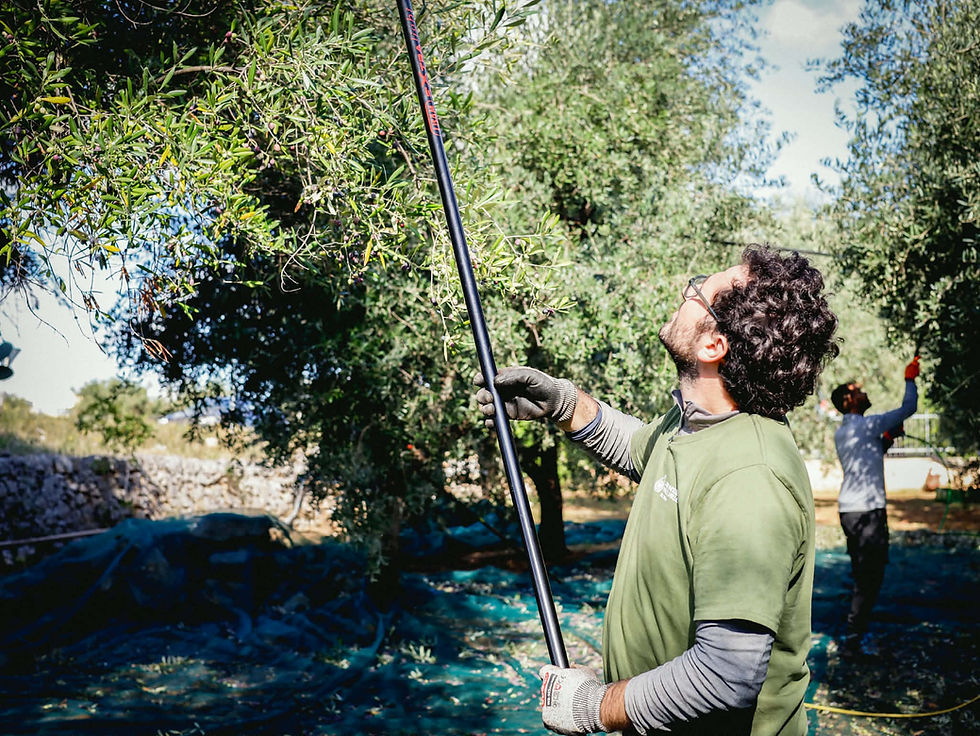 Hand-harvested olives in Puglia for extra virgin olive oil production