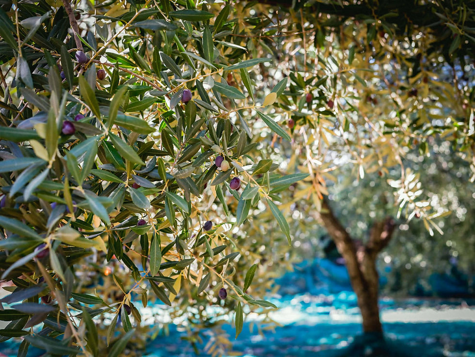 Olive tree in Puglia from the grove producing ArtOlive Extra Virgin Olive Oil