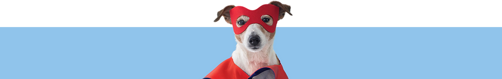 Prototipo de escritorio de hospital veterinario ilustrativo, divertido y de color amarillo y verde (4).png