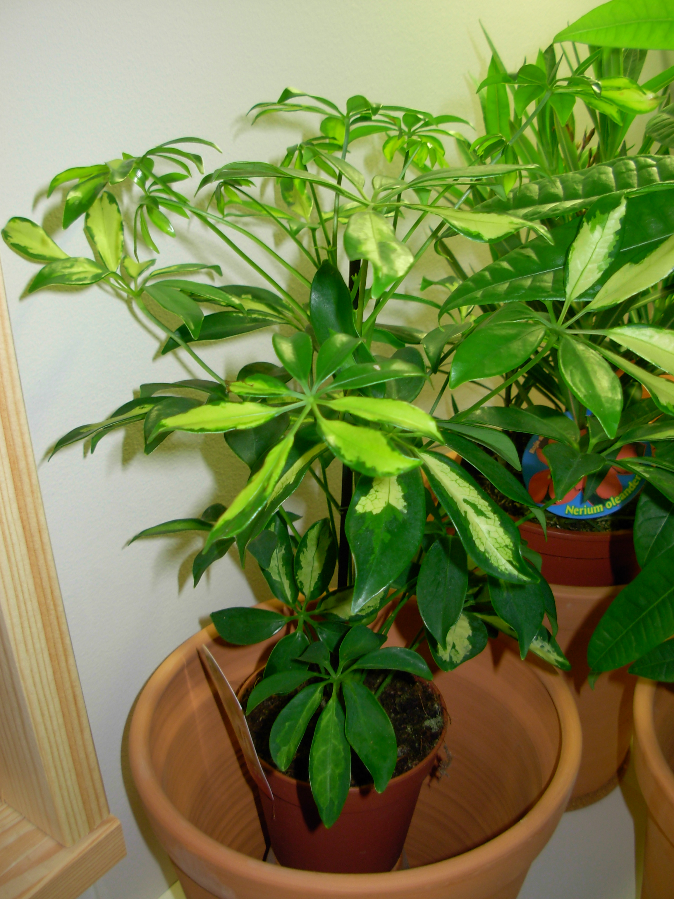 Schefflera