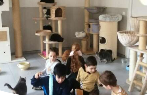 Vendredi 23 décembre 2022 : Noël des chats du refuge avec la visite des écoliers de Ce2 de l'école Saint Joseph de Nogent le Roi