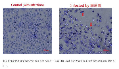 細胞存活率.jpg
