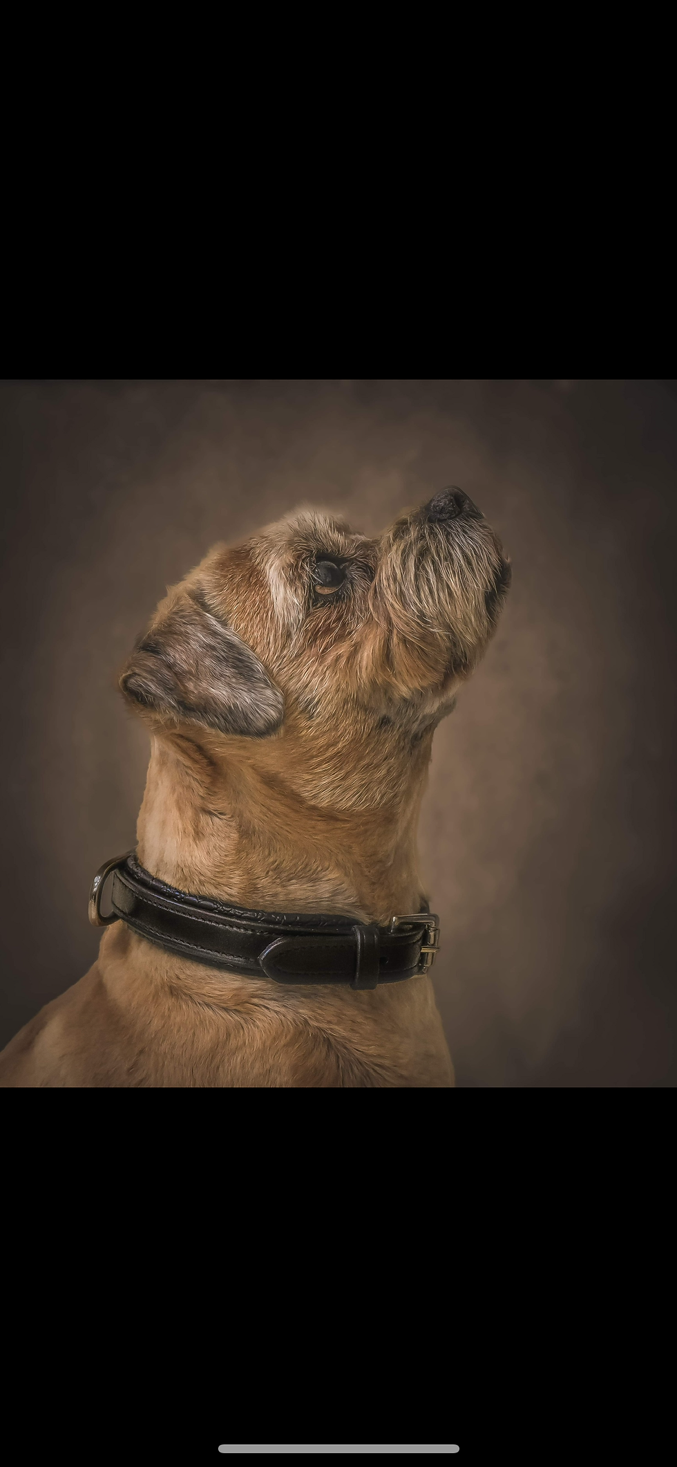 Thumbnail: Leather dog collars