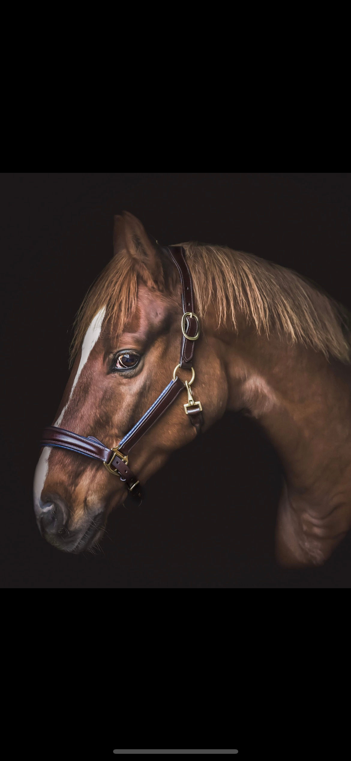 Navy crocodile padding on brown leather