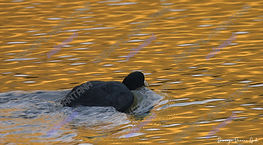 Domingo Damián Ojeda