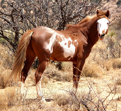 Dixons-Geronimo-2006-Apr%252011_edited_e