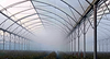 Fog in glass greenhouse 1876x1200.png