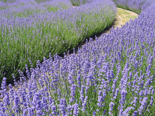 Lavendelweg - Creating Space