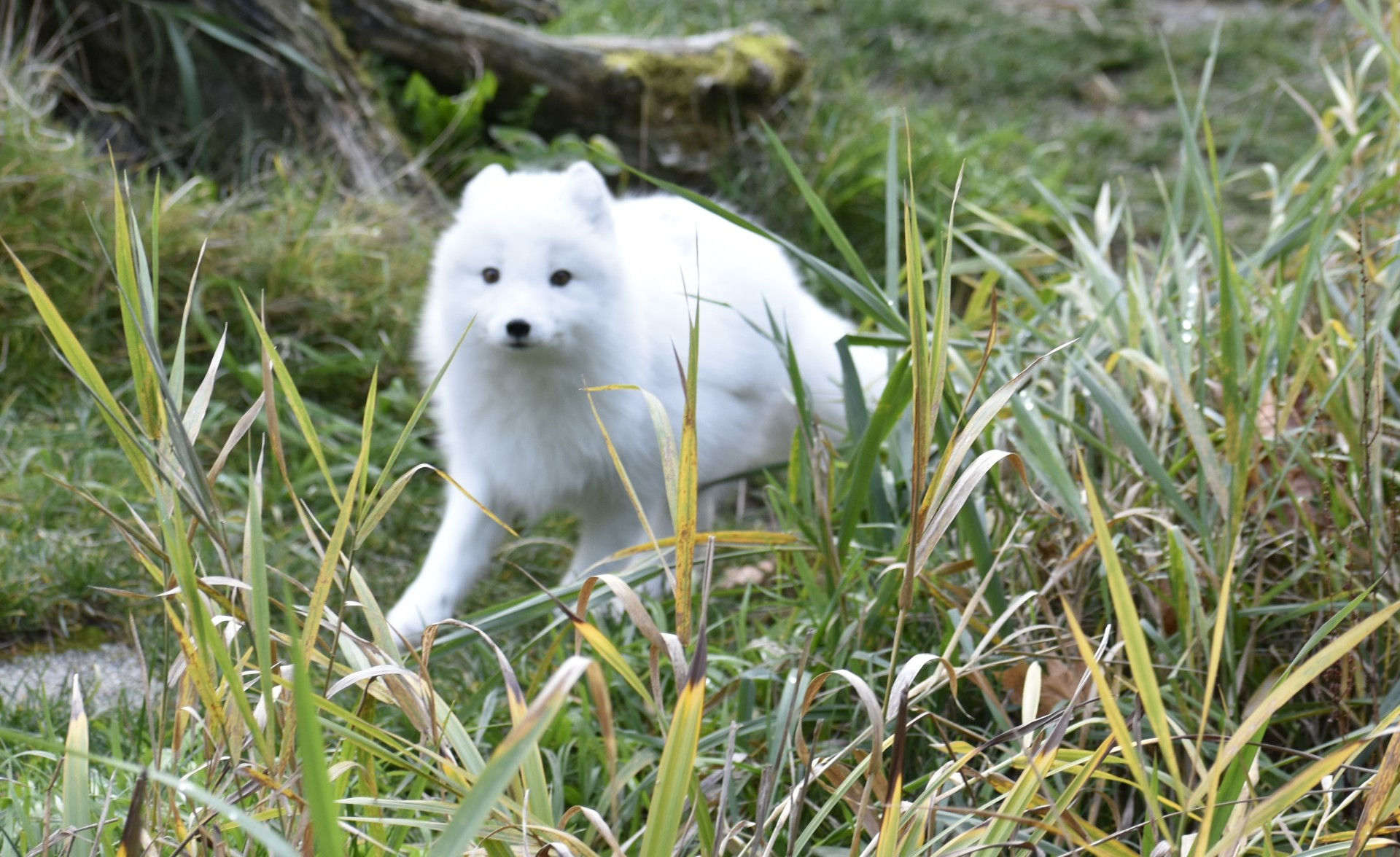 Arctic Fox