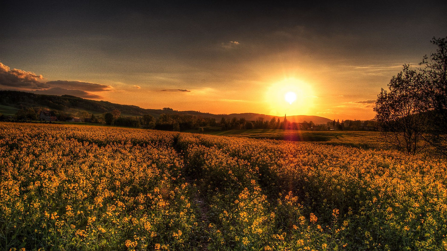 Sunset-Field-Wallpaper-1920x1080-57106.jpg