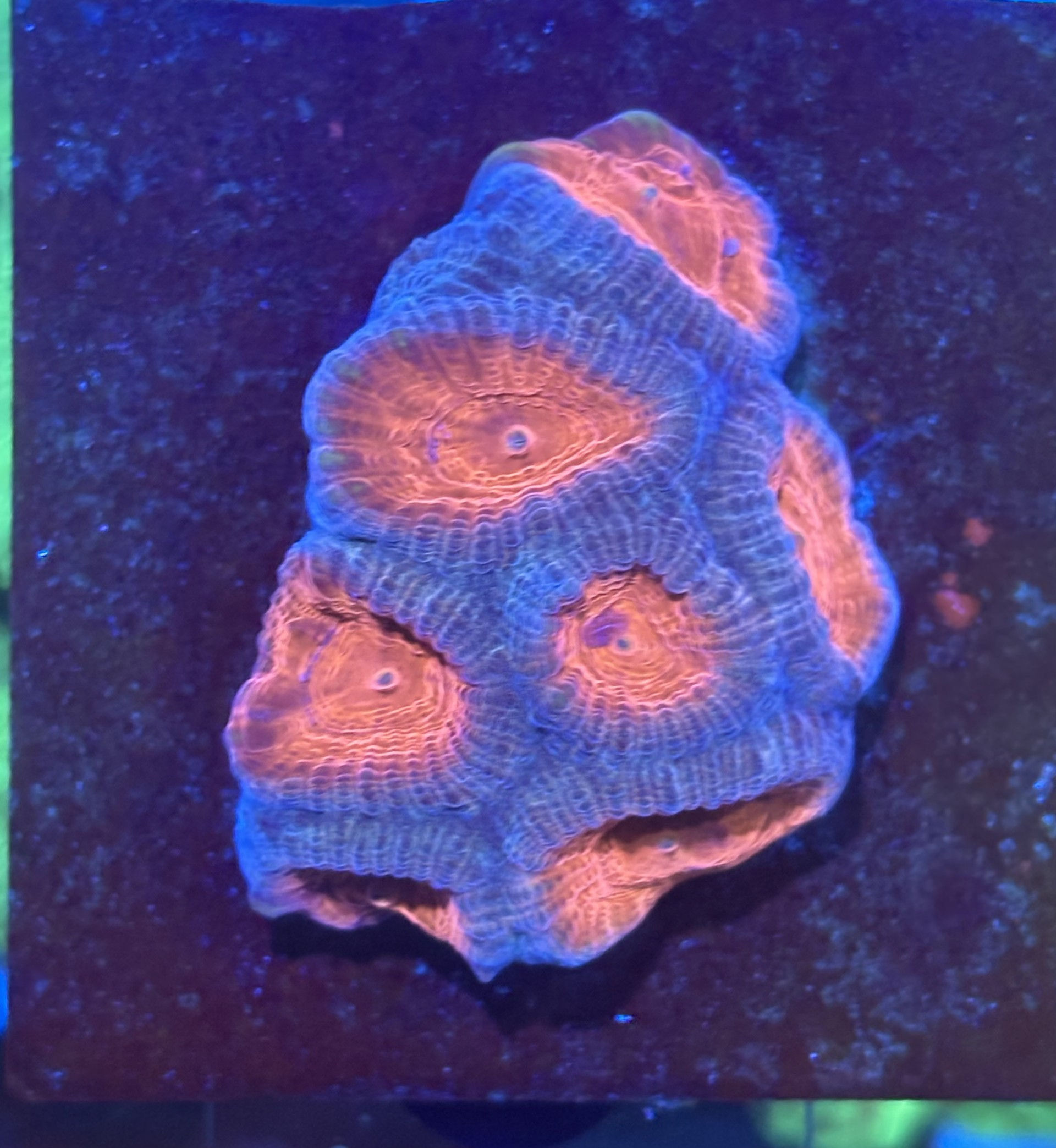Pink and Purple Favia Brain Coral - WYSIWYG