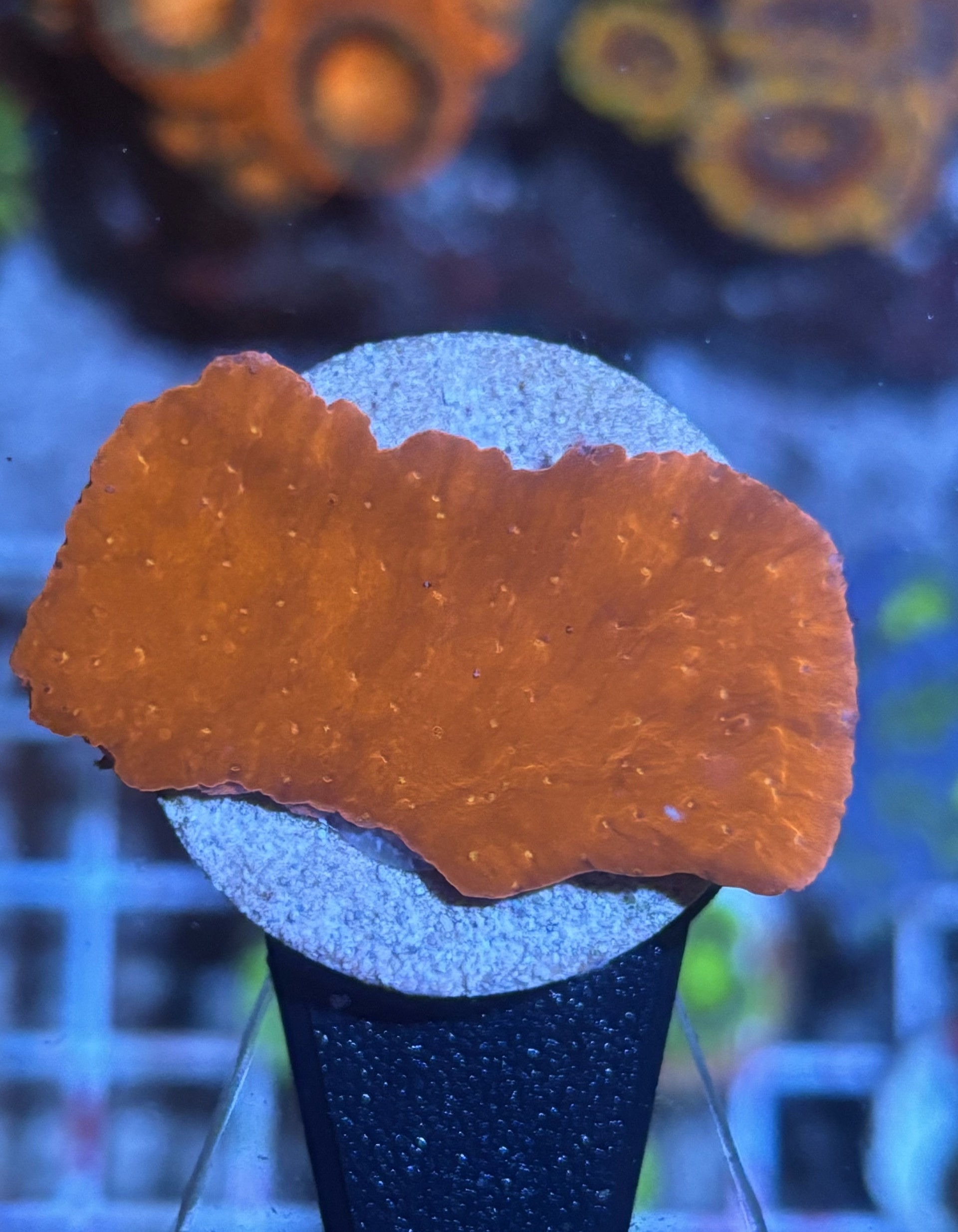 Red Ruby Montipora