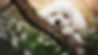 white_poodle_puppy_dog_sad_face_flowers_tree_branch_blur_background_hd_dog.jpg