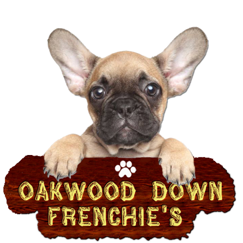 French Bulldogs Puppies And Studs Oakwood Down