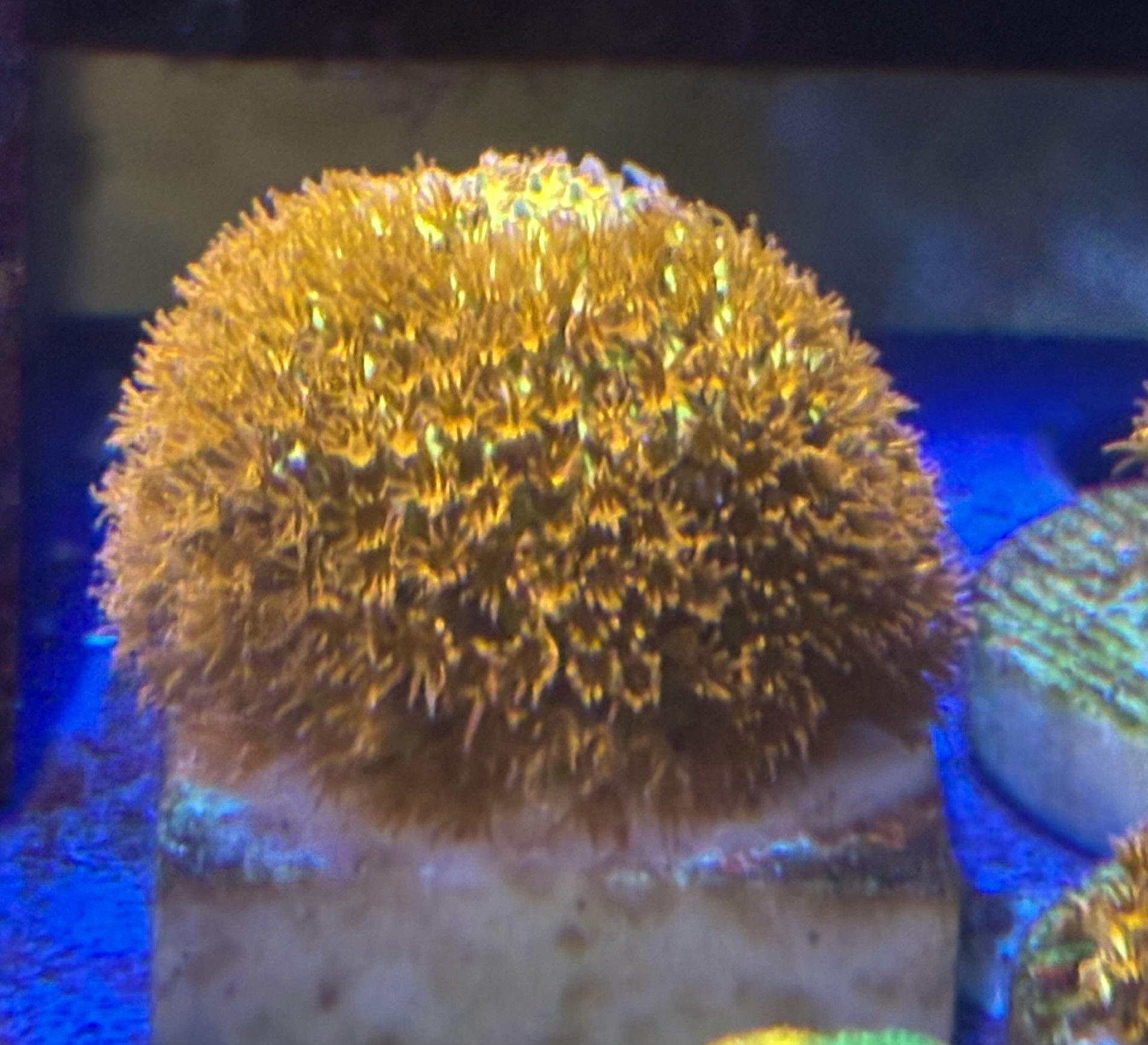 Burning Banana Stylocoeniella