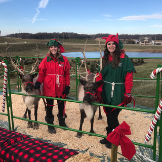 Live Reindeer!