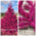 MAJENTA - HOT PINK
